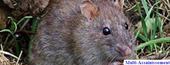 Dératisation Dératisation